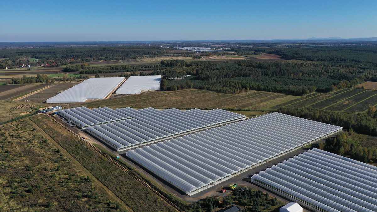 home 7 truskawki premium Queen Berry