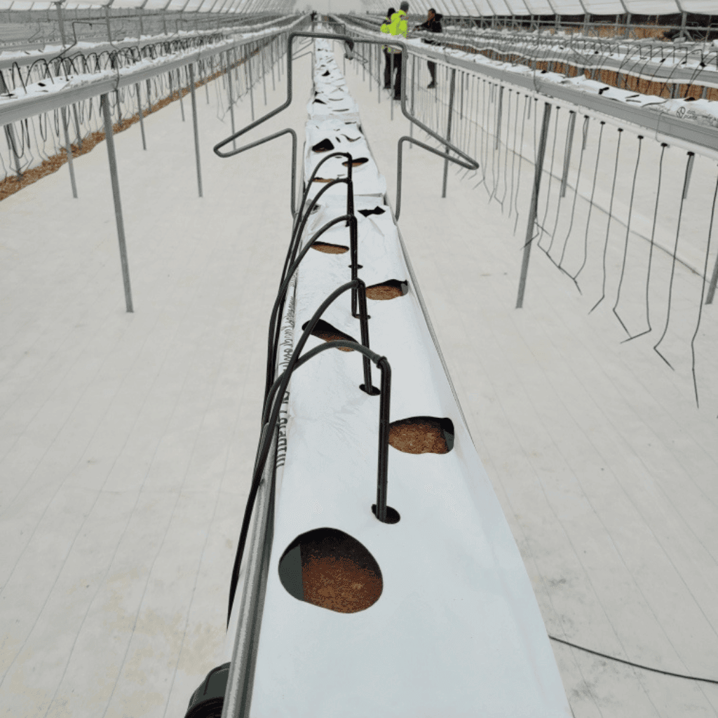 queenberry plantacja