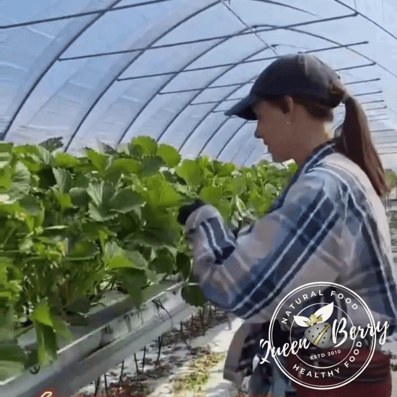 praca plantacja truskawek