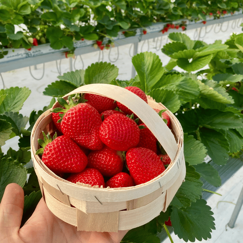 home 5 Truskawki deserowe