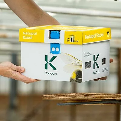 koppert